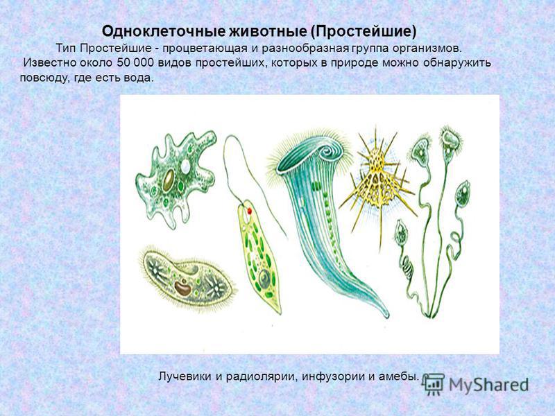 Примеры одноклеточных организмов