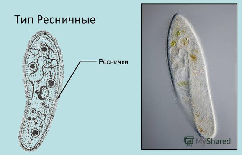 Движение инфузории туфельки