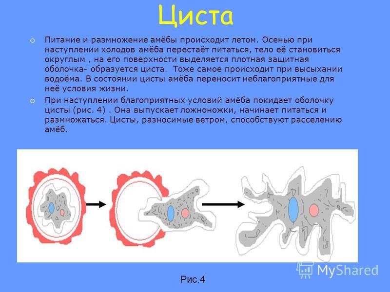 Размножение амебы. Размножение амебы циста. Питание амебы стадии процесса. Питание,размножение амебы. Процесс деления амеб.