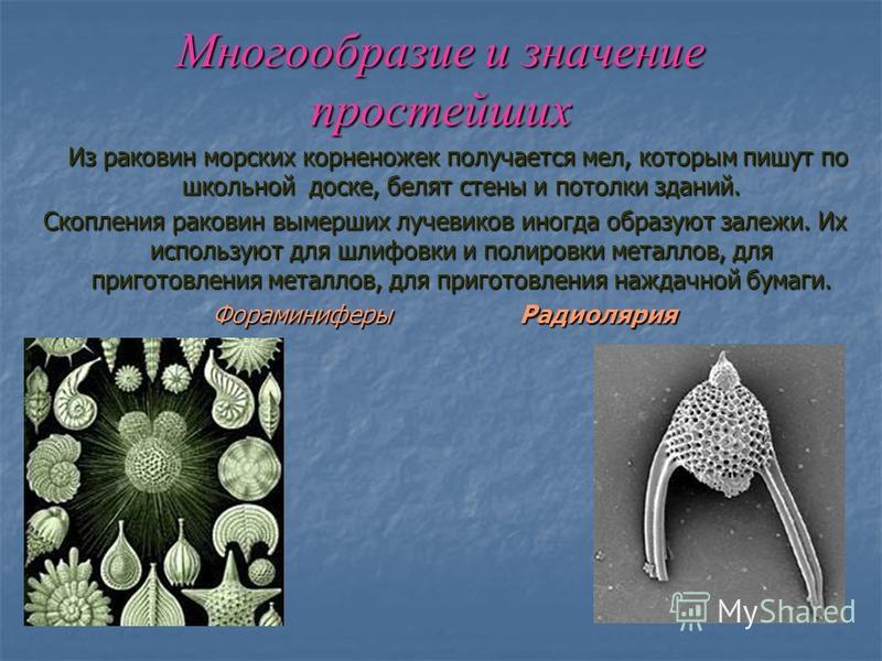 Многообразие и значение простейших в природе. Многообразие корненожек. Значение простейших корненожки. Морские раковины корненожки. Значение корненожек в природе.