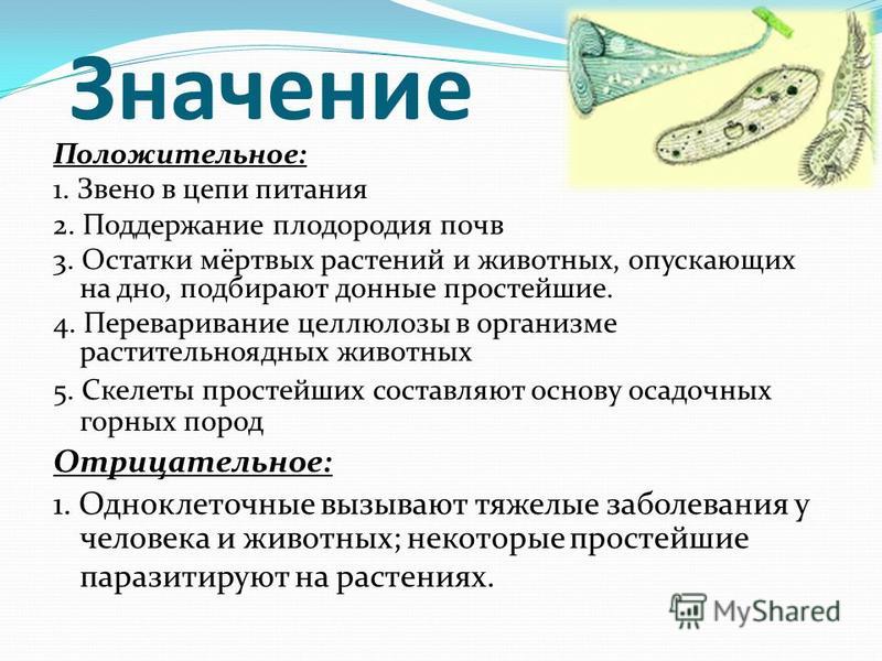 Многообразие и значение простейших в жизни человека