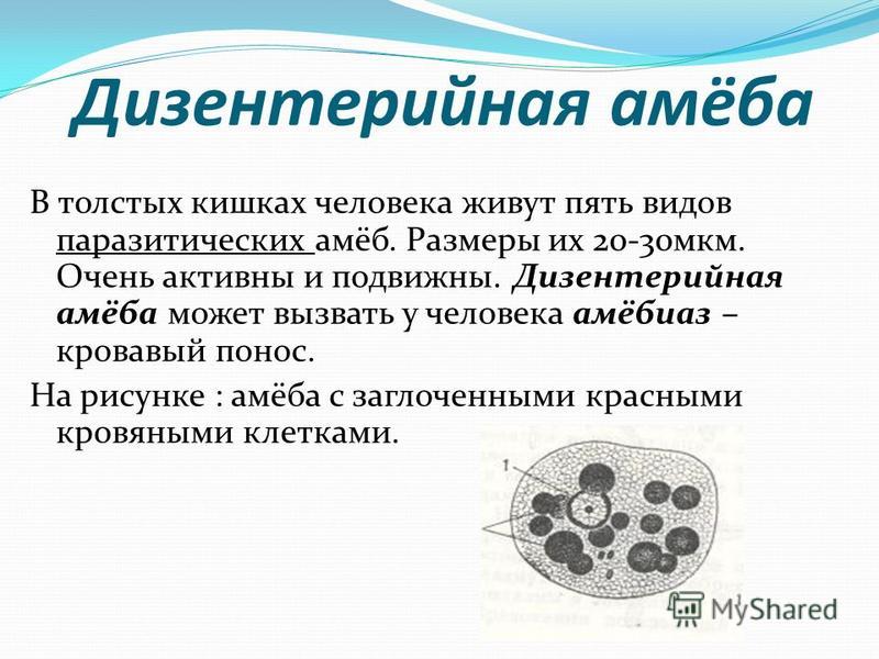 Образ жизни простейших паразитов. Тканевая форма дизентерийной амебы питается. Дизентерийная амеба заболевание. Мелкая вегетативная форма дизентерийной амебы паразитирует. Дизентерийная амеба Тип питания.