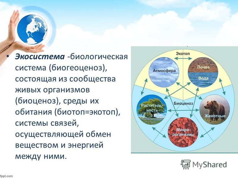 Презентация биогеоценозы 11 класс