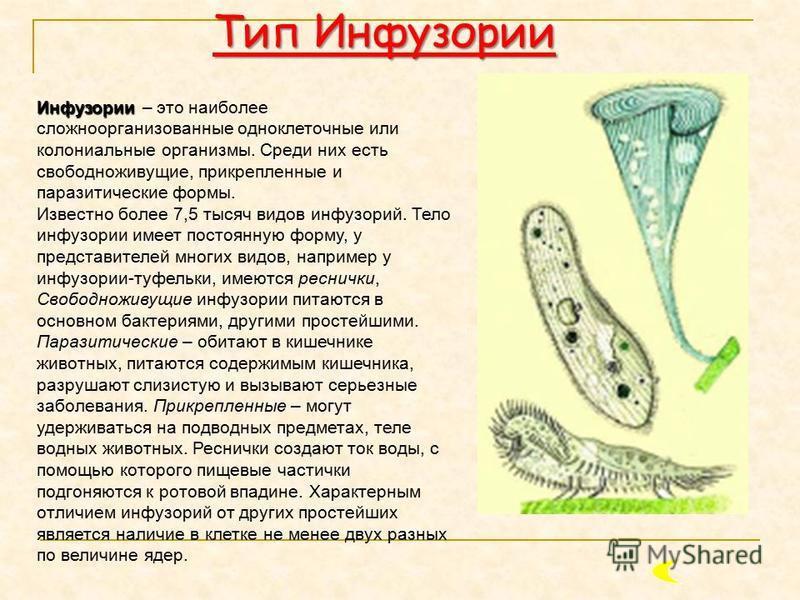 Форма тела инфузории