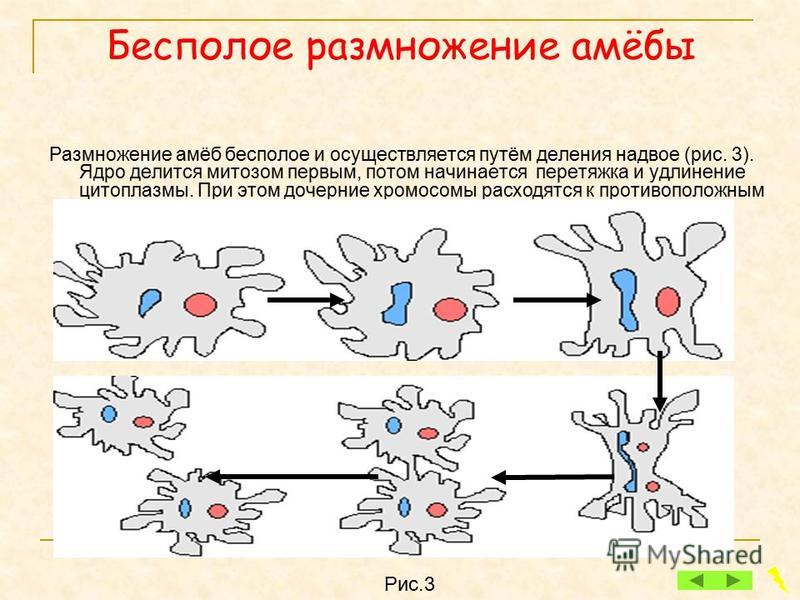 Бесполый способ размножения простейших