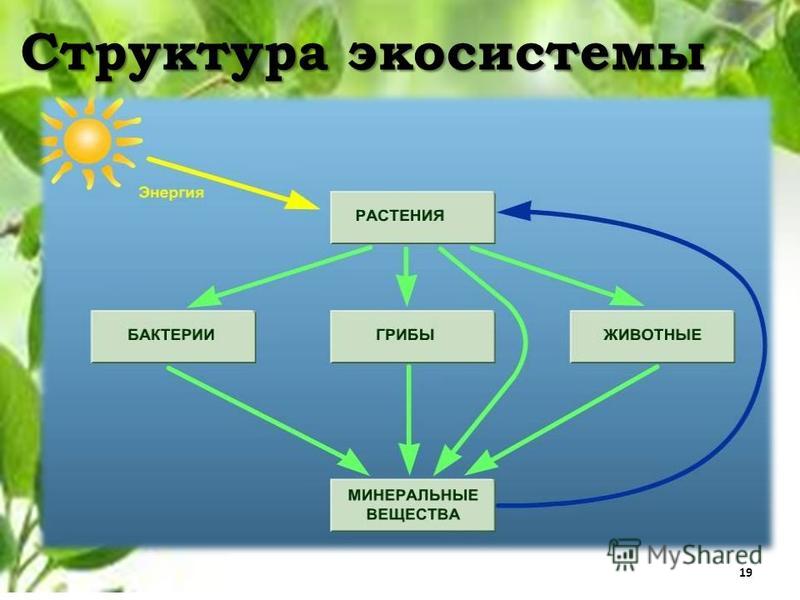 Экосистемы компоненты экосистем презентация. Структура экосистемы. Строение экологической системы. Общая структура экосистемы. Строение экосистемы.