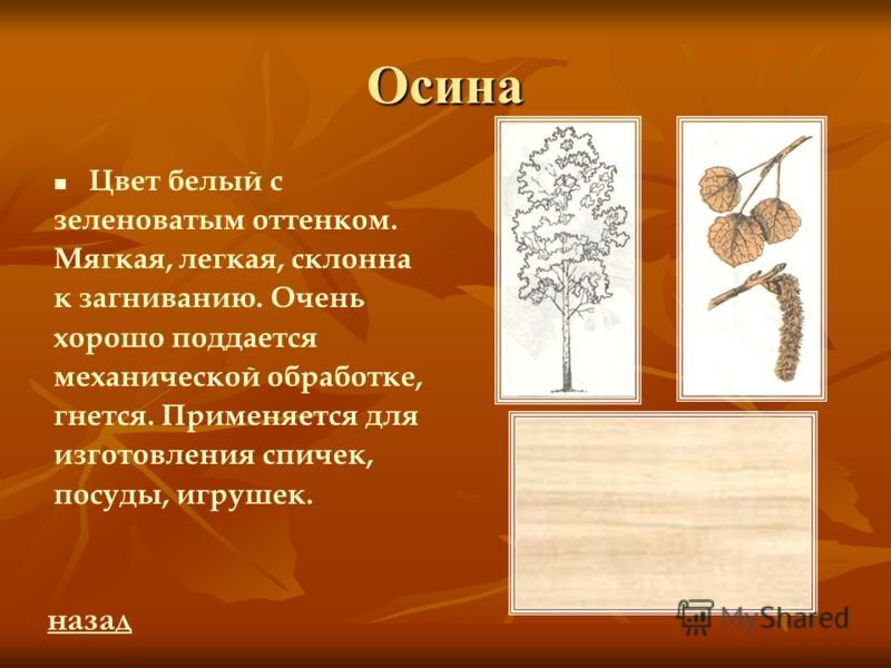 Свойства осины. Осина спички. Цвет осины. Осина цвет древесины. Систематическое положение осины.