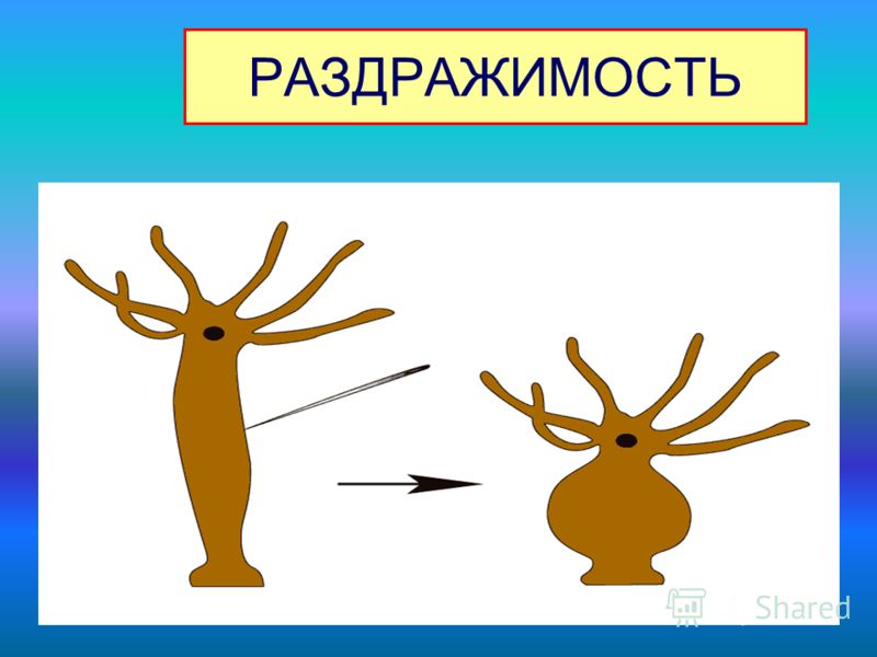 Конспект раздражимость и поведение животных 8 класс