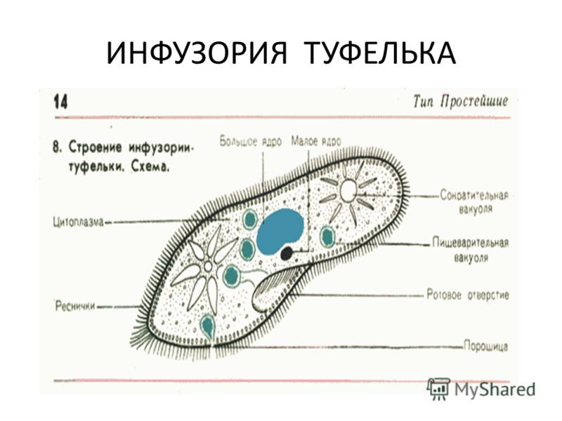 Инфузория туфелька рисунок с подписями 5 класс биология