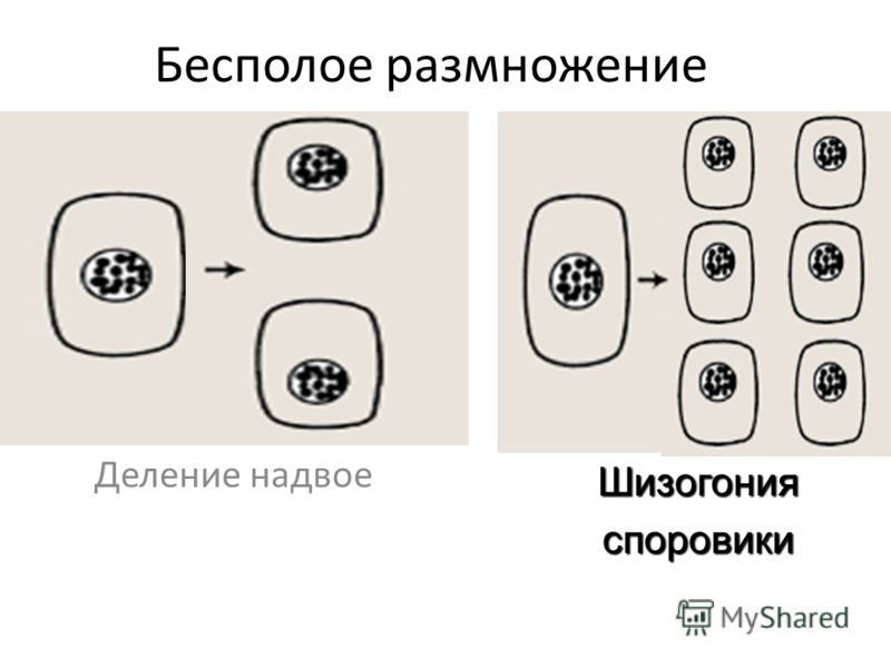 Бесполое размножение. Бесполое размножение деление. Размножение делением надвое. Деление надвое примеры. Деление надвое бесполое размножение.