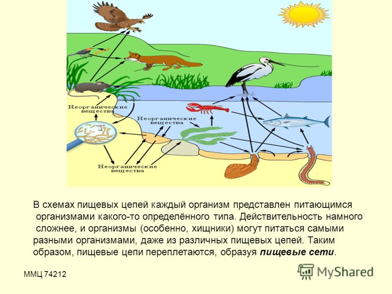 Пищевая цепь пруда схема