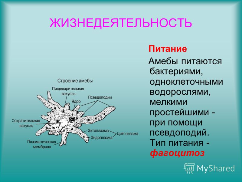 Какой тип питания характерен для амебы обыкновенной изображенной на рисунке