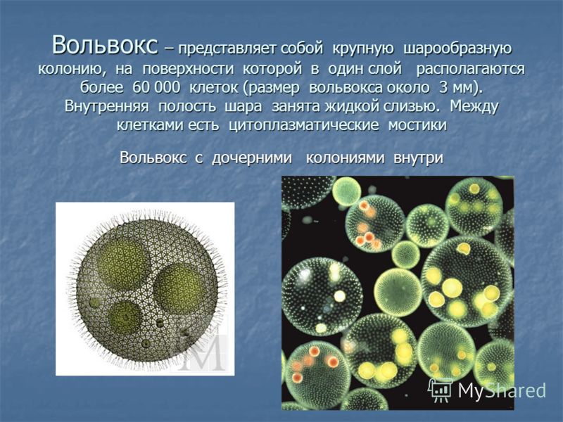 Представитель какой группы организмов изображен на рисунке простейших одноклеточных водорослей