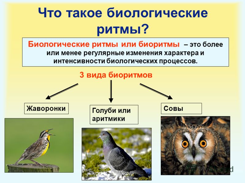 Секреты биологических часов человека у жаворонков и сов презентация