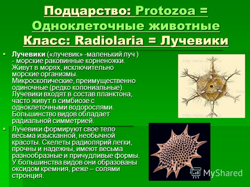 Биология 7 класс какие