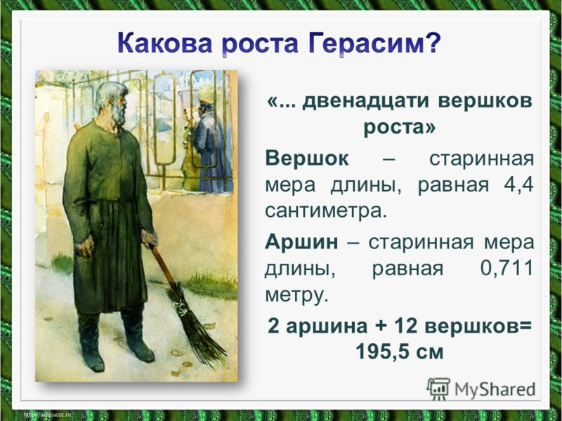 Описание см. Двенадцати Вершков роста. 12 Вершков роста Муму. Герасим двенадцати Вершков роста. Герасим был ростом 12 Вершков.