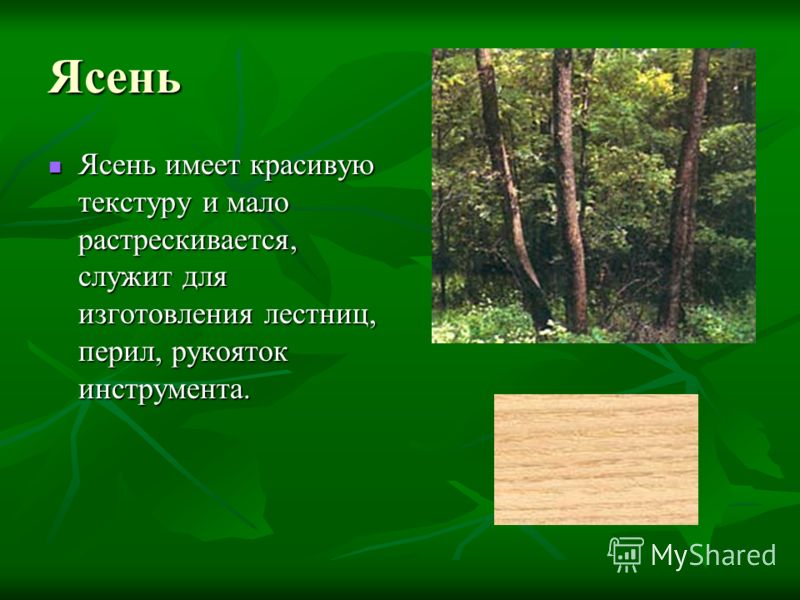 Слово ясень. Ясень дерево на татарском языке. Дерево ясень по татарский. Ясень дерево по татарски. Ясень на татарском языке.