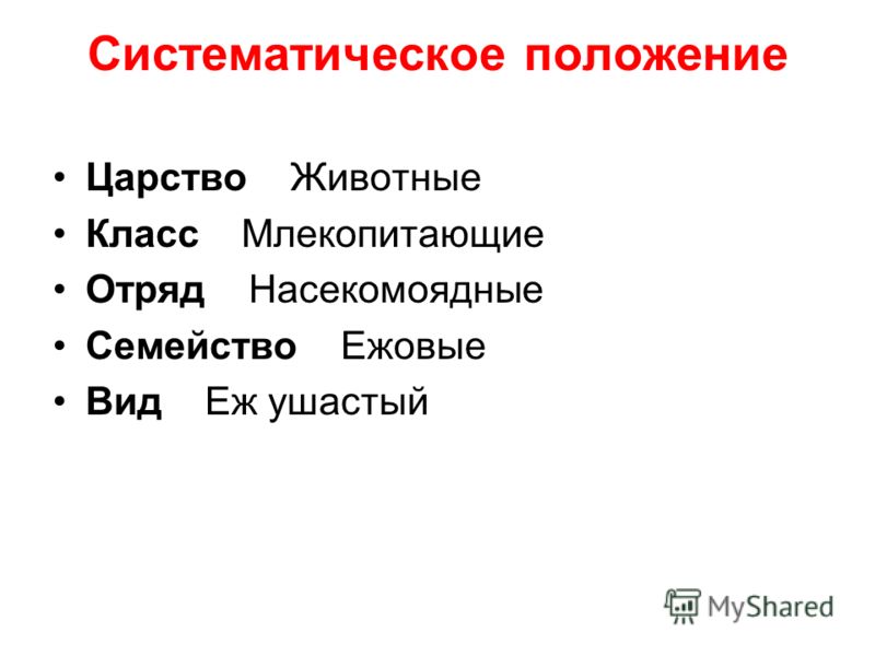 Систематическое положение ежа. Систематическое положение ушастого ежа. Систематическое положение зайца. Систематическое положение крысы.