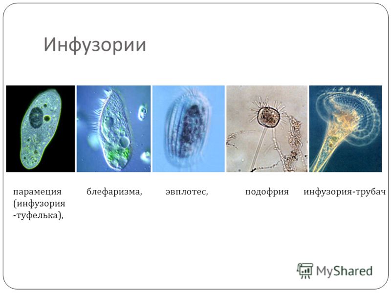 Форма тела инфузории