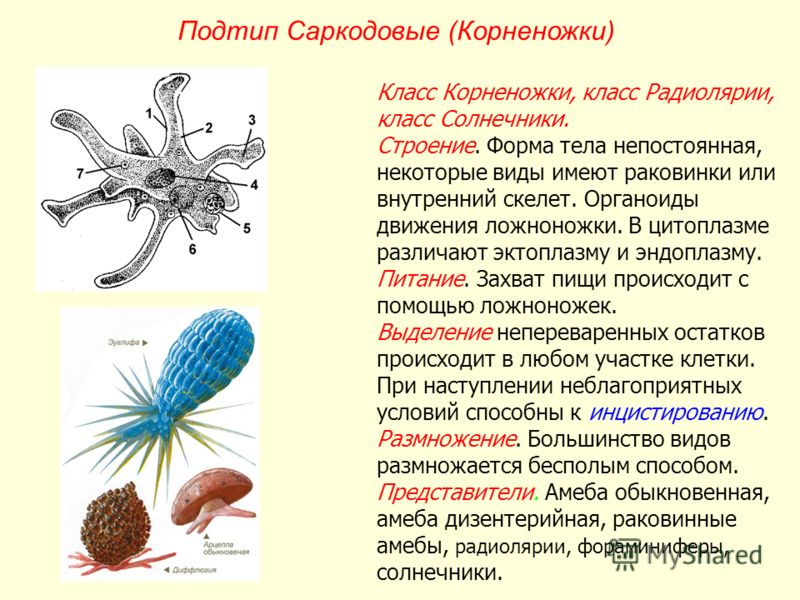 Простейшие кратко