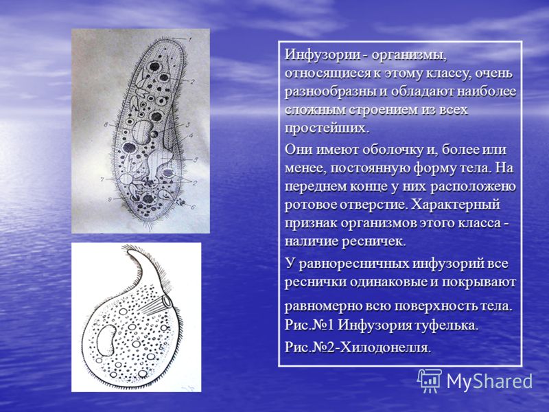 Презентация тип инфузории