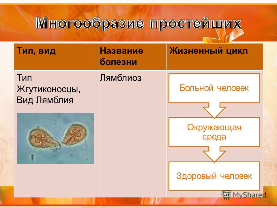 План значение простейших в природе и в жизни человека