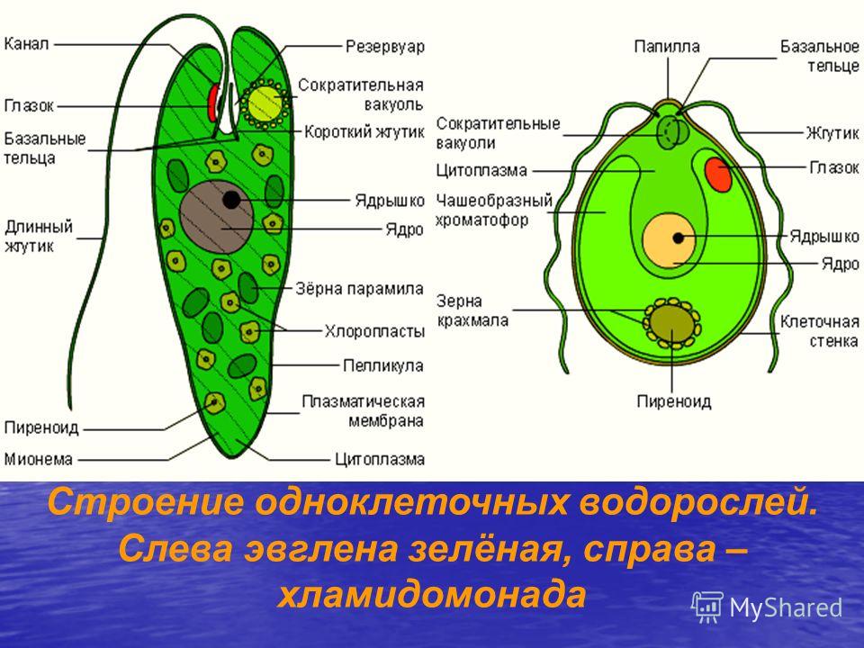 Что общего между показанными на рисунке организмами и что их отличает эвглена зеленая и