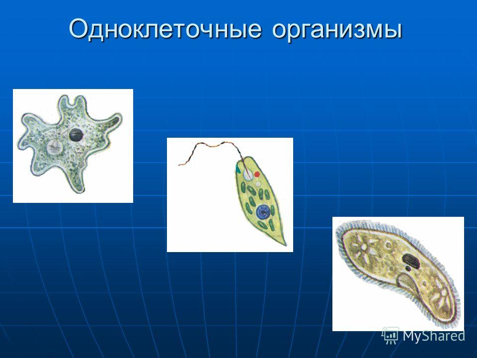 Какие животные одноклеточные. Одноклеточные организмы. Одноклеточные клетки. Простейшие одноклеточные организмы. Клетка одноклеточного организма.