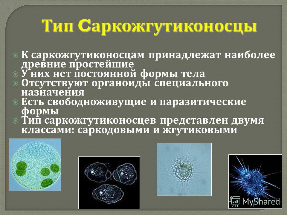 Многообразие простейших в жизни человека. Тема 2 Тип Саркожгутиконосцы класс Саркодовые. Саркожгутиконосцы одноклеточные. Саркожгутиконосцы размножение. Саркодовые Саркожгутиконосцы.