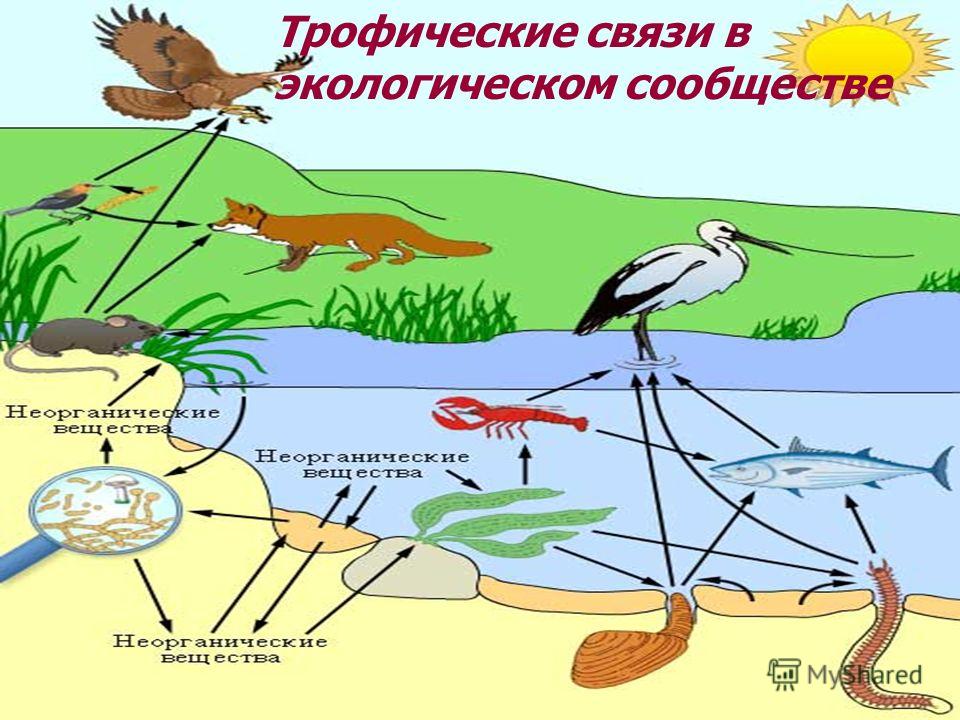 На рисунке между трофическими уровнями экосистемы стрелками показаны потоки