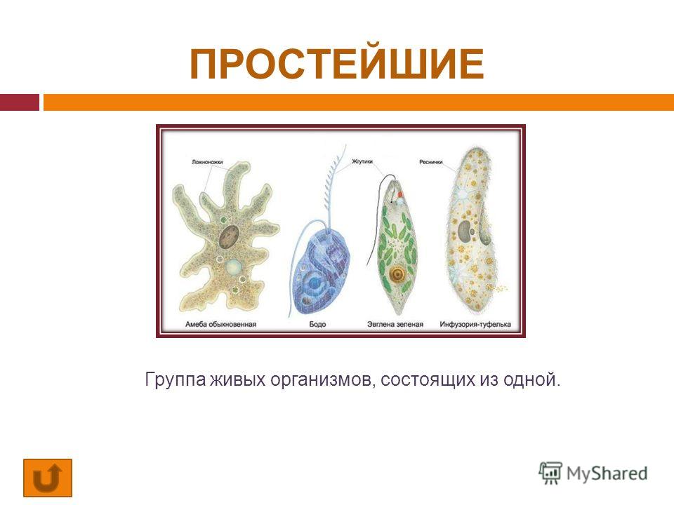 Какая группа простейших