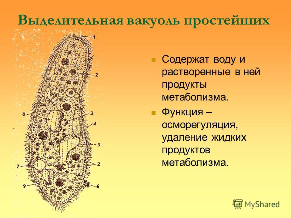 Строение клетки простейших