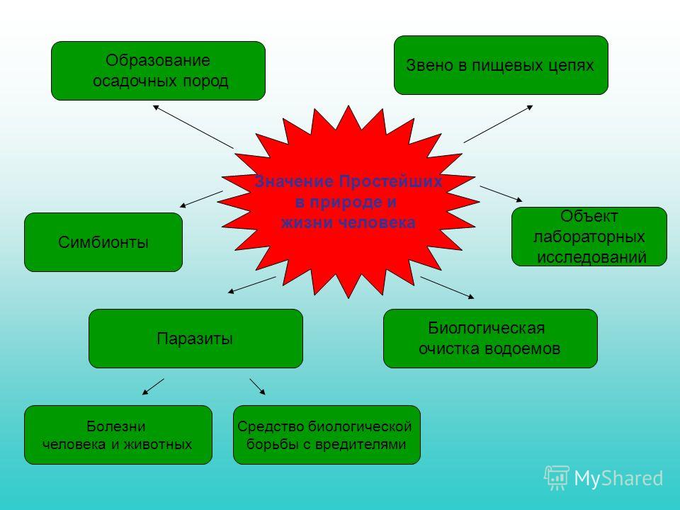 Значение человека в биологии 5 класс. Роль живых организмов в жизни человека. Роль простейших в природе. Роль организмов в природе. Роль простейших животных.