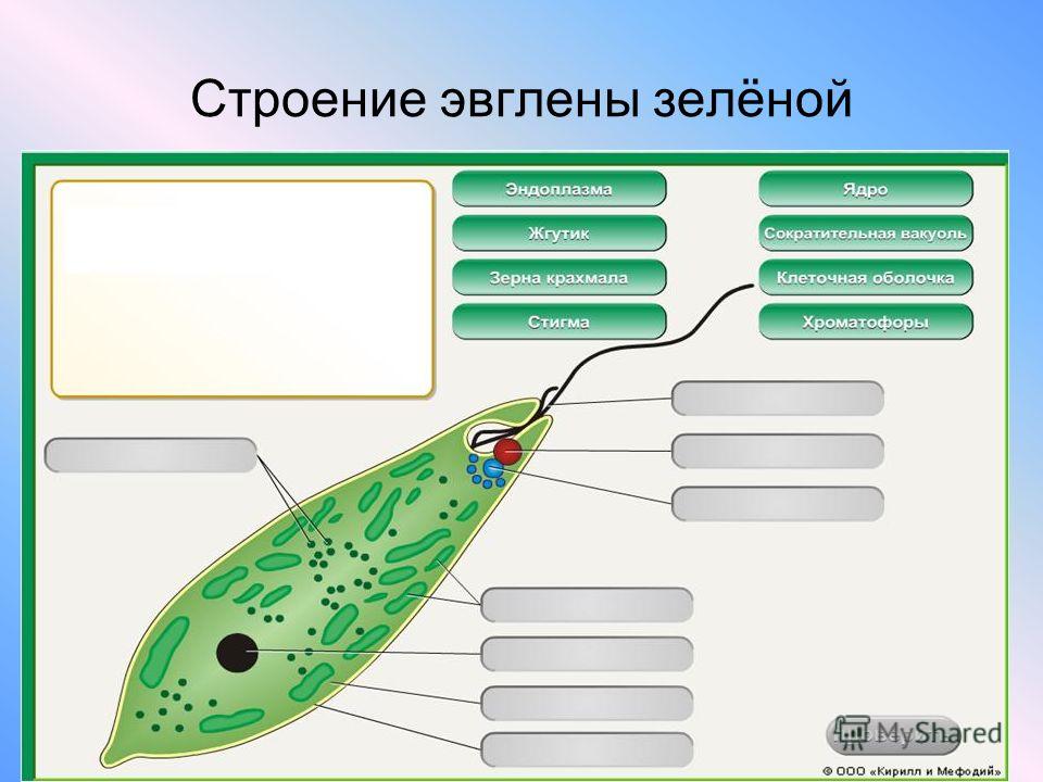 Какие структуры клетки зеленой эвглены обозначены на рисунке цифрами 1 2 3