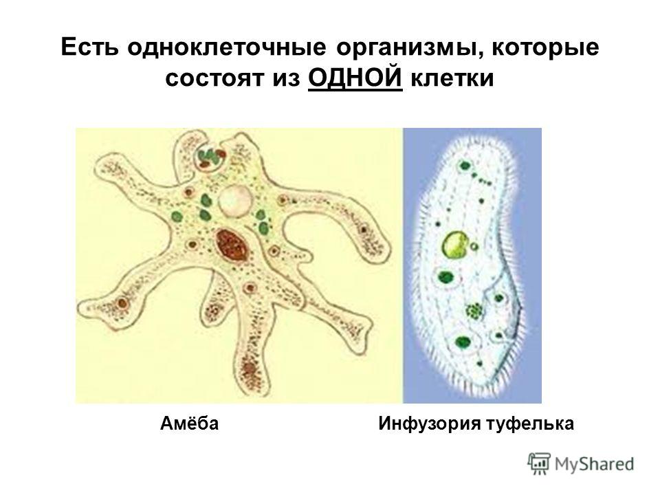 Роль клетки в одноклеточном организме. Одноклеточные организмы одноклеточные. Одноклеточные животные простейшие 8 класс биология. Простейшие одноклеточные организмы. Одноклеточные ядерные организмы.