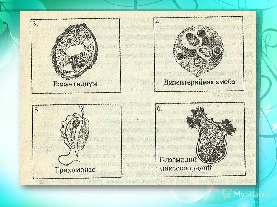 Дизентерийная амеба систематика. Одноклеточных животных. Строение одноклеточных организмов. Зоология простейшие. Амеба классификация на латыни.