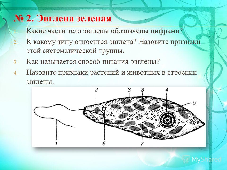 Схема строения эвглены зеленой