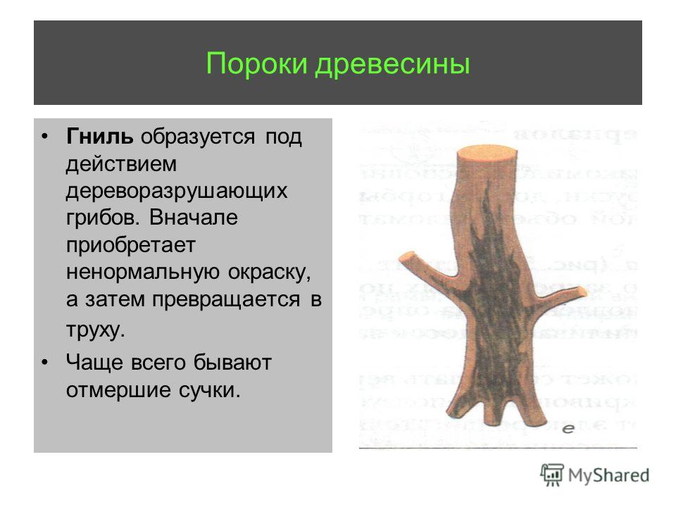 Пороки древесины презентация