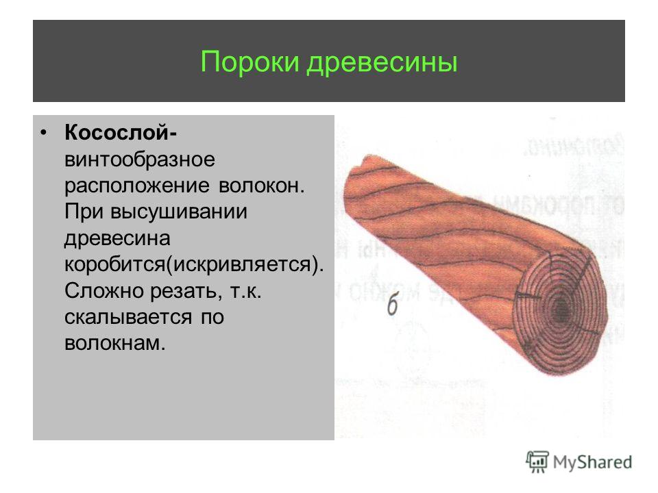 Древесина 6 класс. Пороки древесины косослой. Порок древесины Косолой. Пороки строения древесины косослой. Винтообразное расположение волокон древесины.