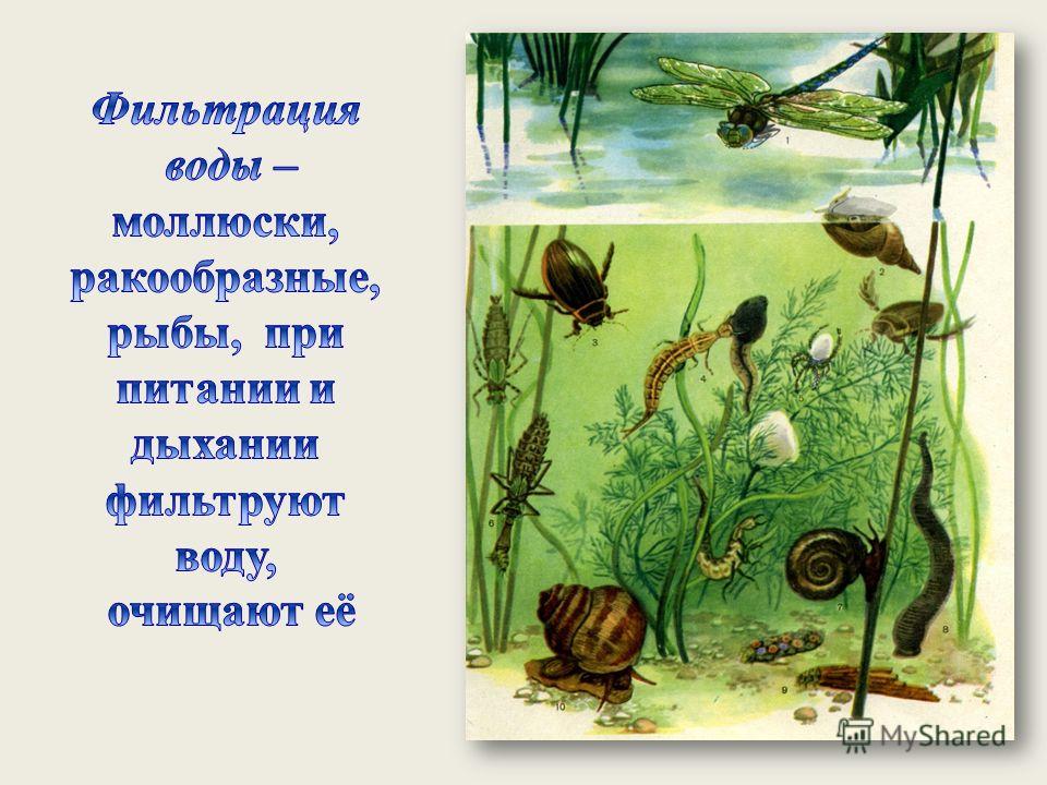 Организмы водоема. Какие животные от чищают воду?. Очистители водоемов животные. Ракообразные фильтруют воду. Животные очищающие воду.