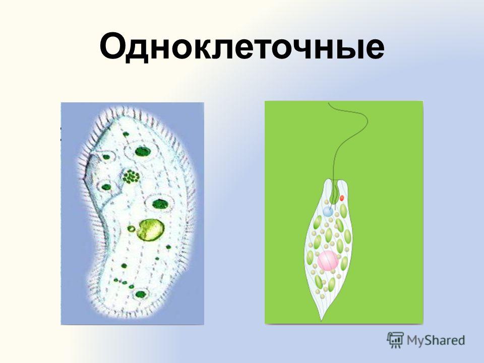 Какова роль клеток одноклеточных и многоклеточных организмов. Одноклеточные организмы. Одноклеточные организмы например. Клетка одноклеточного организма. Первые одноклеточные.