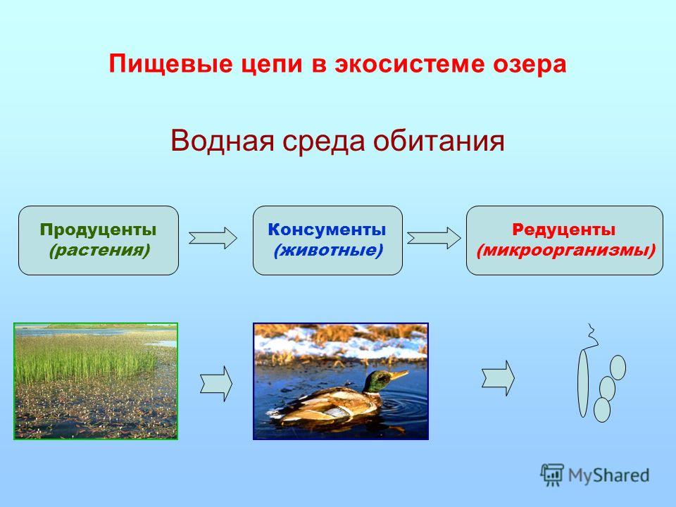 Водоемы схема 2 класс