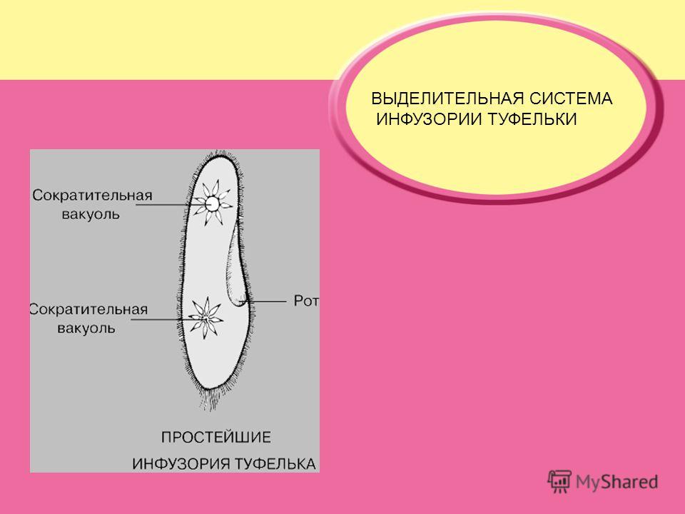 Обмен веществ инфузории туфельки