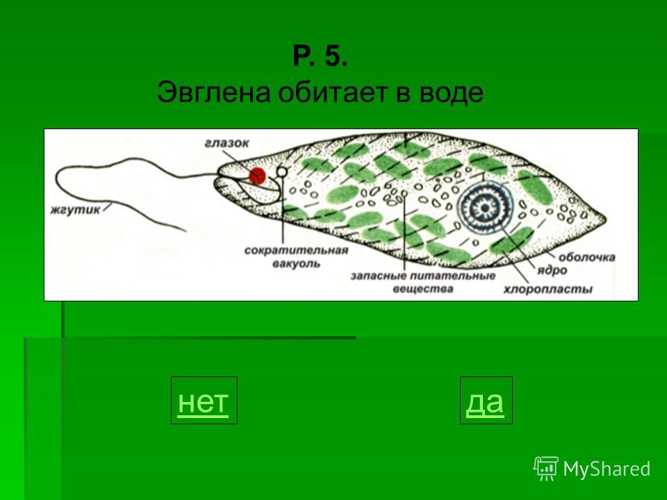 Фото эвглены зеленой