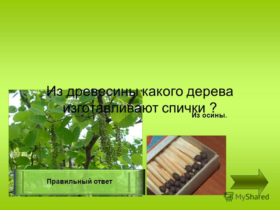 Из какого дерева сделан. Спички изготавливают из древесины. Спички из какого дерева. Из какого дерева делают спички. Спички из осины.