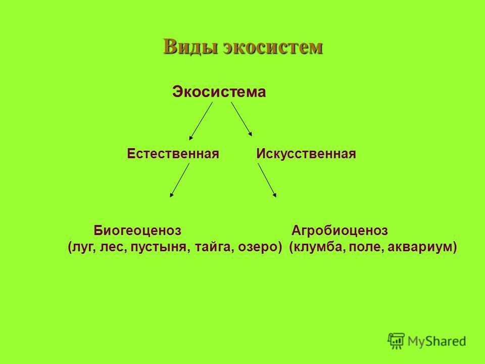 Виды экосистем