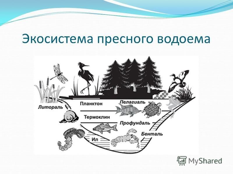 Изучите фрагмент экосистемы водоема представленный. Биогеоценоз озера схема. Экосистема водоема схема. Биогеоценоз пресноводного водоема. Экосистема пруда схема.