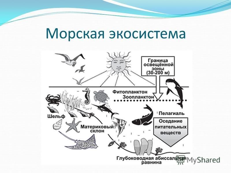 Экосистема моря рисунок