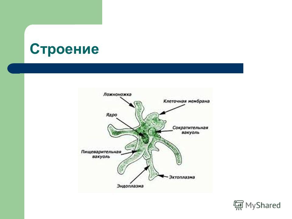 Укажите функцию органоида обозначенного на схеме строения амебы цифрой 4