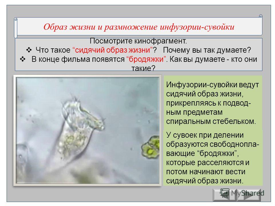 Как инфузория поддерживает водно солевой баланс. Бродяжка сувойки. Сувойка размножение. Образ жизни инфузории. Образ жизни сувойки.